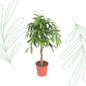 Ficus Amstel King gevlochten stam - 140 cm - Forest Plants