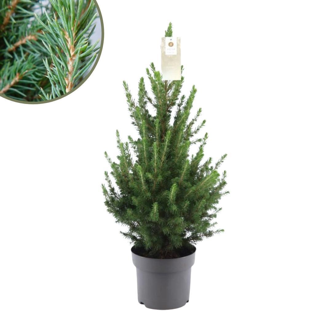 Kleine Kerstboom in pot - Picea glauca Conica - Ø19 cm ↕ 70 cm