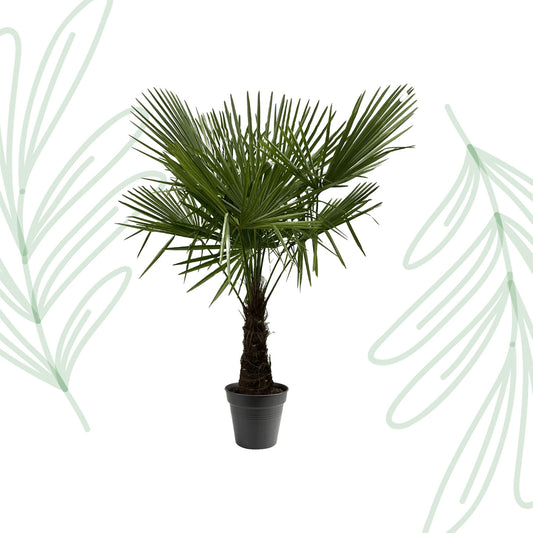 Trachycarpus Fortuneii - 160-180 cm - Forest Plants