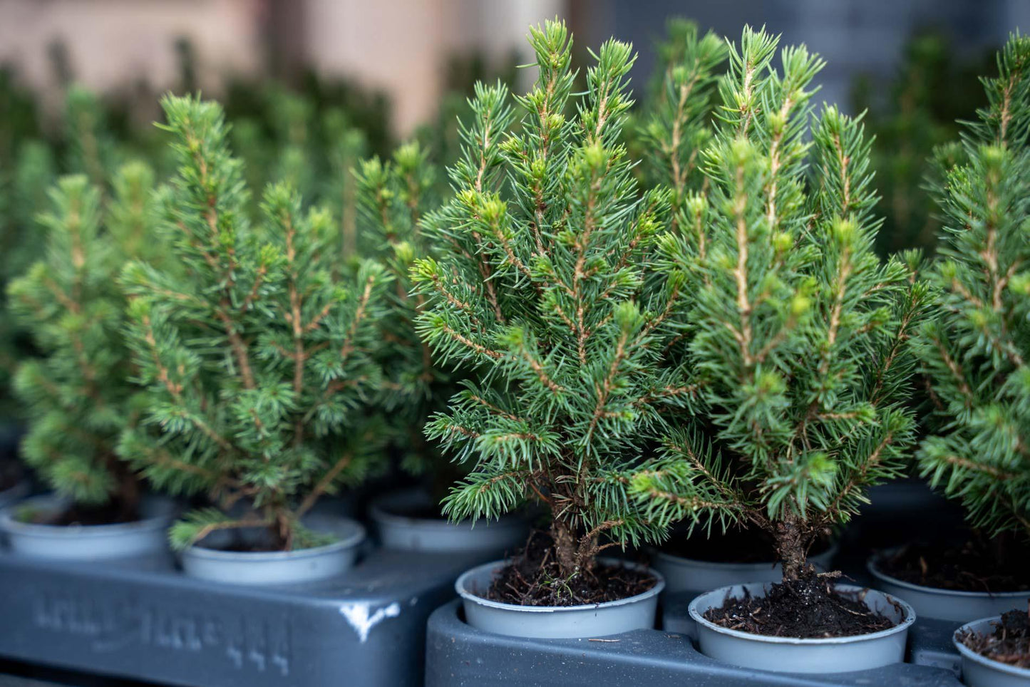 6x Mini-kerstboom - Picea Glauca Perfecta - Ø 6 cm ↕ 15-20 cm