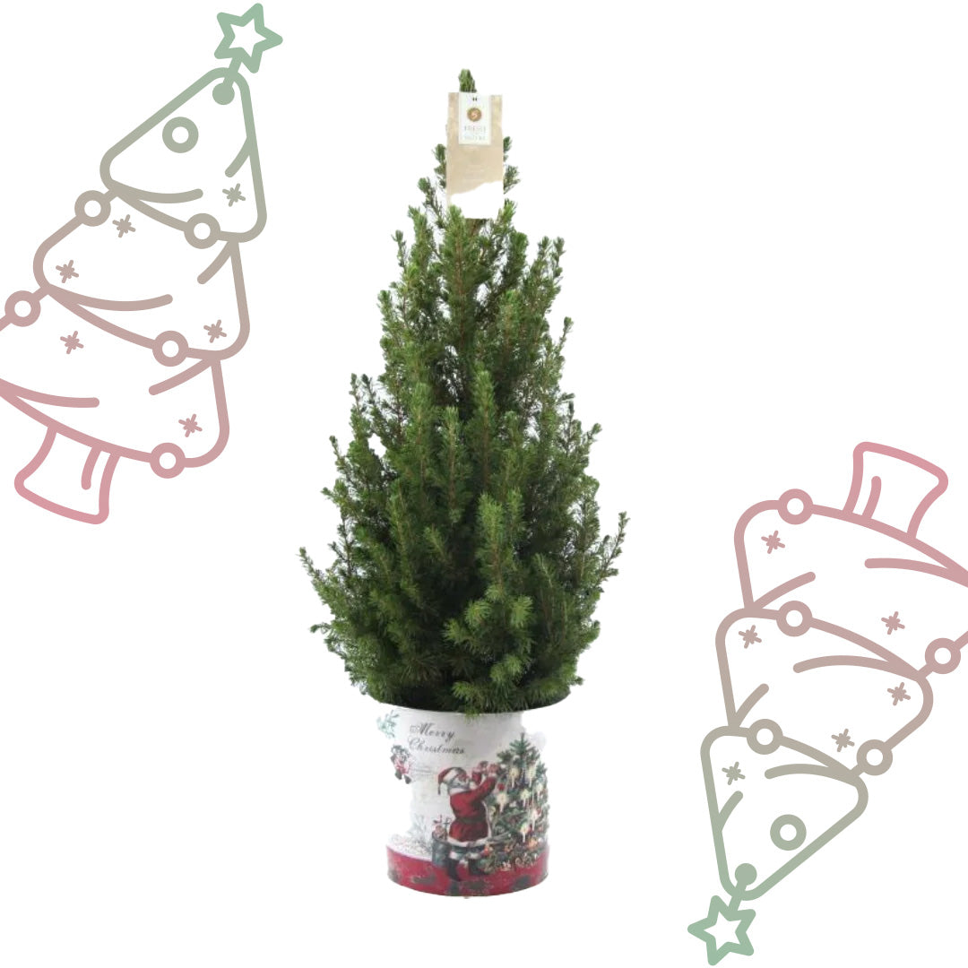 Kleine Kerstboom in Kerstmis sierpot - ↕ 70 cm - Picea Glauca Conica