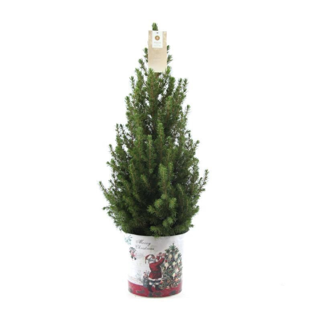 Kleine Kerstboom in Kerstmis sierpot - ↕ 70 cm - Picea Glauca Conica