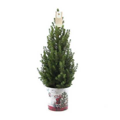 Kleine Kerstboom in Kerstmis sierpot - ↕ 70 cm - Picea Glauca Conica