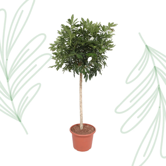 Schefflera Arboricola Compacta boom - 190 cm - Forest Plants