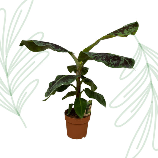 Musa (Bananenplant) - 80 cm