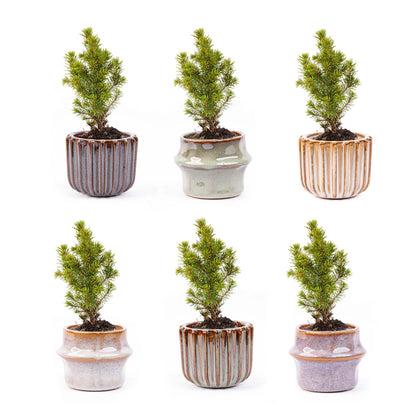 Mini-kerstboom set 6 - inclusief pot set Barcelona