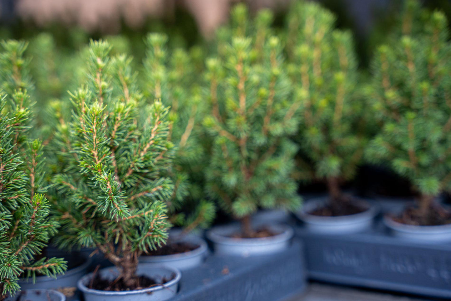 3x Mini-kerstboom - Picea Glauca Perfecta - Ø 6 cm ↕ 15-20 cm