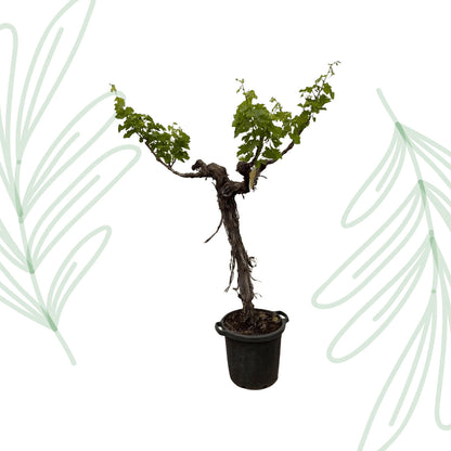 Druivenboom (Vitis Vinifera) stam vertakt - 220 cm - Forest Plants