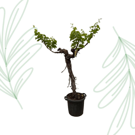 Druivenboom (Vitis Vinifera) stam vertakt - 220 cm - Forest Plants