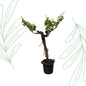 Druivenboom (Vitis Vinifera) stam vertakt - 220 cm - Forest Plants