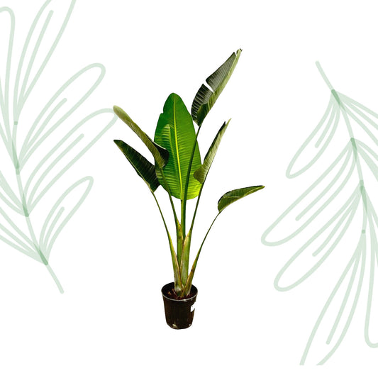 Strelitzia Augusta - 180 cm