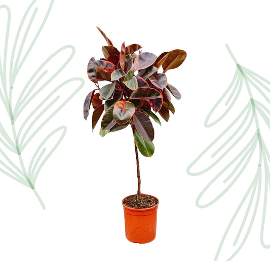 Ficus Elastica Belize op stam - 130 cm - Forest Plants