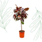 Ficus Elastica Belize op stam - 130 cm - Forest Plants