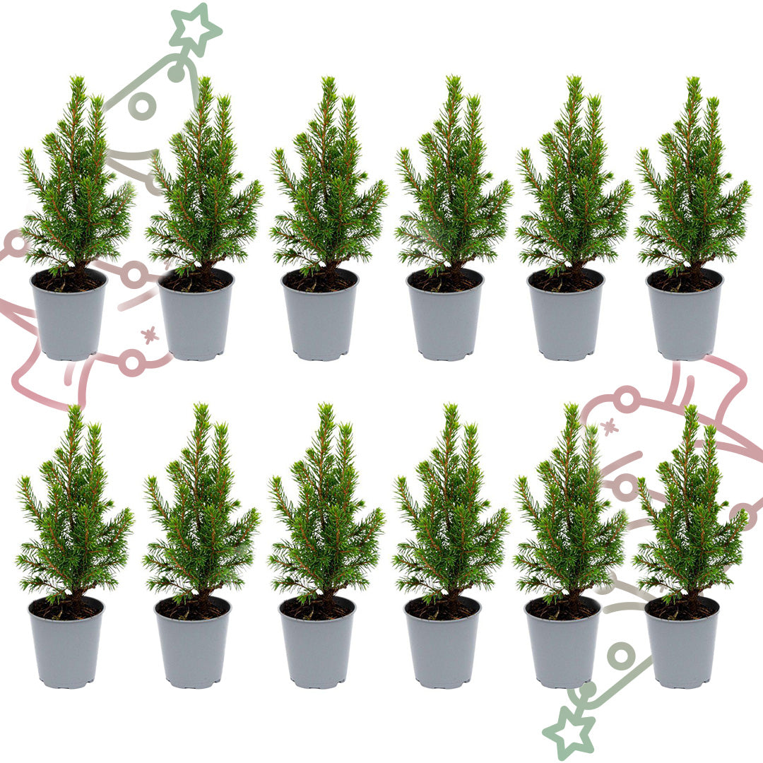 12x Mini-kerstboom - Picea Glauca Perfecta - Ø 6 cm ↕ 15-20 cm