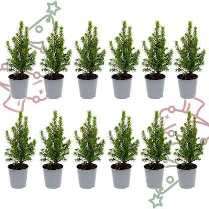 12x Mini-kerstboom - Picea Glauca Perfecta - Ø 6 cm ↕ 15-20 cm