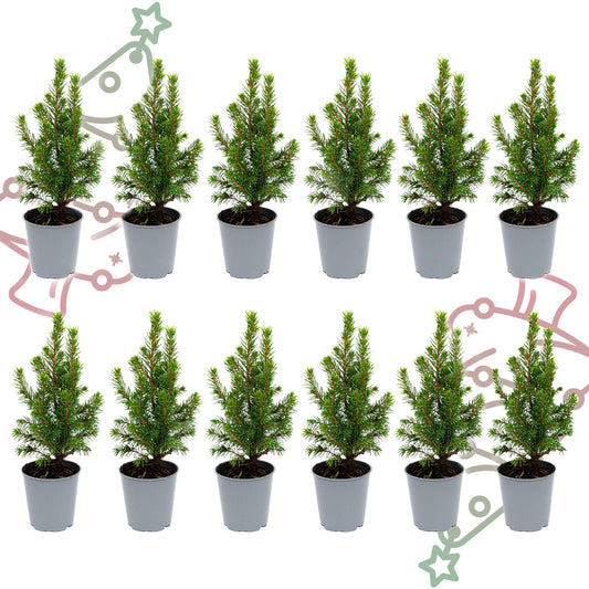 12x Mini-kerstboom - Picea Glauca Perfecta - Ø 6 cm ↕ 15-20 cm