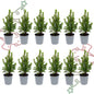 12x Mini-kerstboom - Picea Glauca Perfecta - Ø 6 cm ↕ 15-20 cm