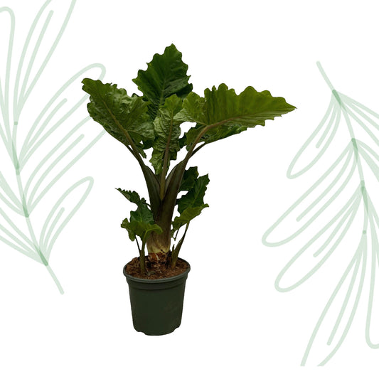 Alocasia Low Rider - 75 cm
