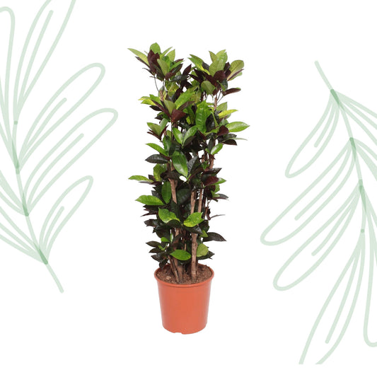 Codiaeum Iceton (Croton Iceton) - 140 cm - Forest Plants