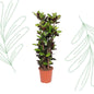 Codiaeum Iceton (Croton Iceton) - 140 cm - Forest Plants