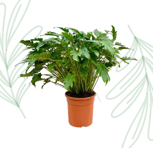 Philodendron Xanadu - 80 cm