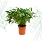 Philodendron Xanadu - 80 cm