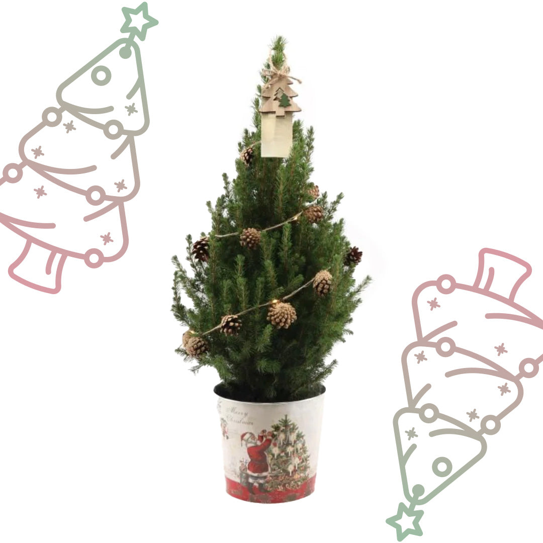 Kleine Kerstboom in Kerstmis sierpot - ↕ 70 cm - Picea Glauca Conica - Dennenappel Lampjes met batterijen