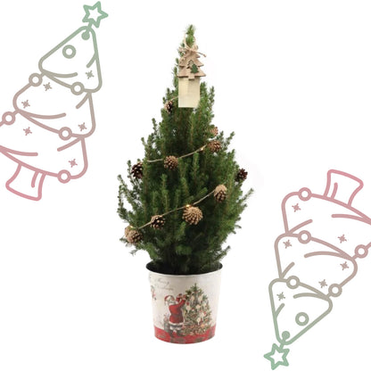Kleine Kerstboom in Kerstmis sierpot - ↕ 70 cm - Picea Glauca Conica - Dennenappel Lampjes met batterijen