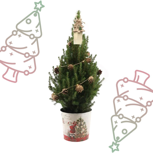 Kleine Kerstboom in Kerstmis sierpot - ↕ 70 cm - Picea Glauca Conica - Dennenappel Lampjes met batterijen