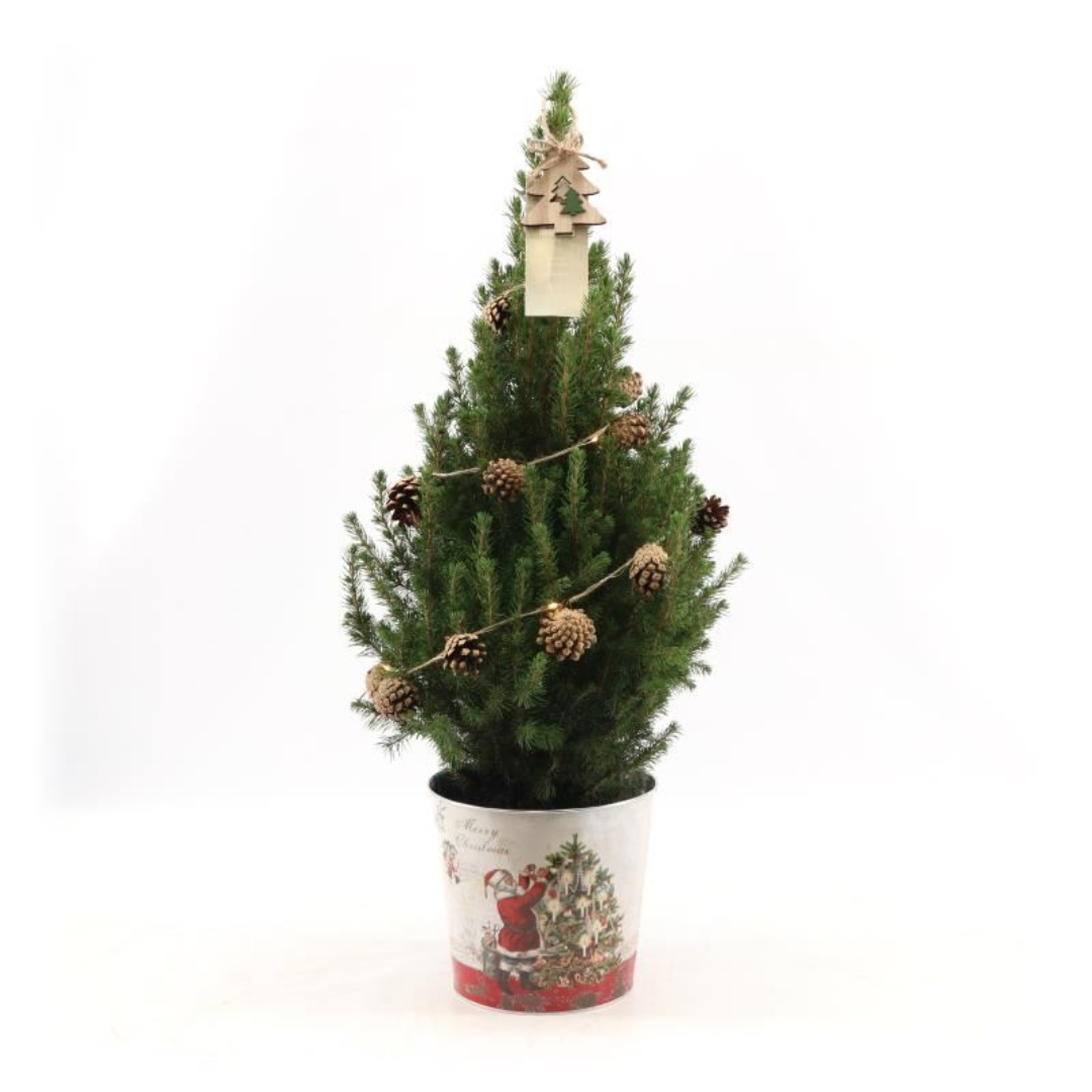 Kleine Kerstboom in Kerstmis sierpot - ↕ 70 cm - Picea Glauca Conica - Dennenappel Lampjes met batterijen