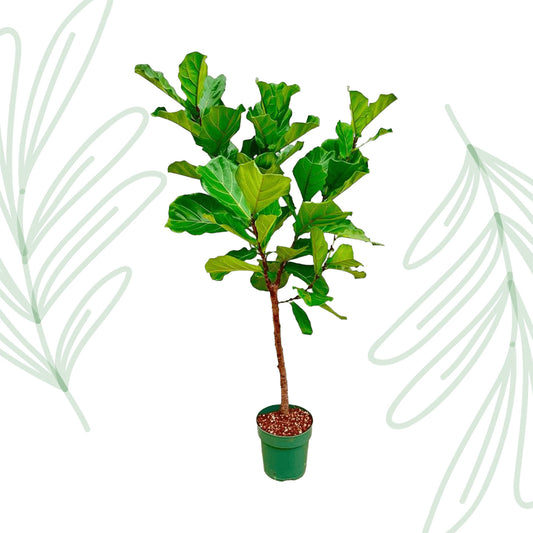 Ficus Lyrata stam  - 170 cm - Forest Plants