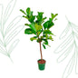 Ficus Lyrata stam  - 170 cm - Forest Plants