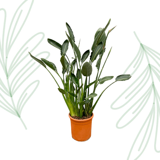 Strelitzia Reginae XL - 160 cm