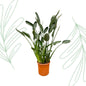Strelitzia Reginae XL - 160 cm