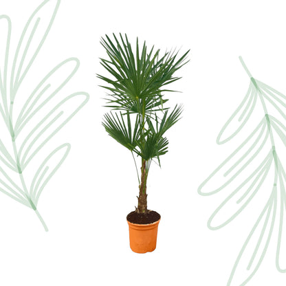 Trachycarpus Fortuneii - 120-140cm