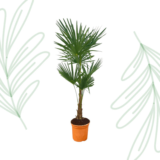 Trachycarpus Fortuneii - 120-140cm