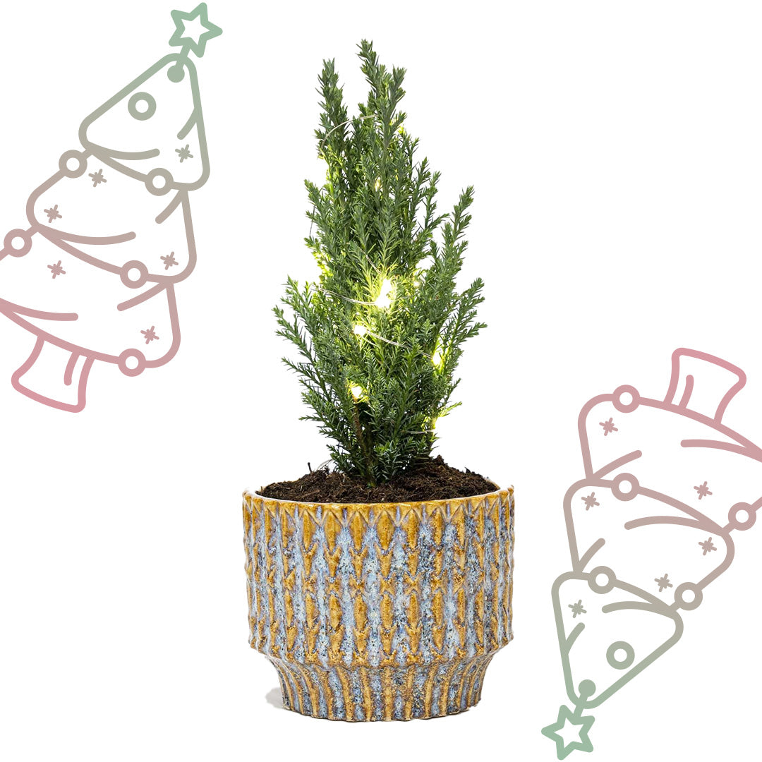 Kerstboom 'Ellwoodii' + Pot Echo + 20 LED-lichtjes - ↕ 25-30 cm