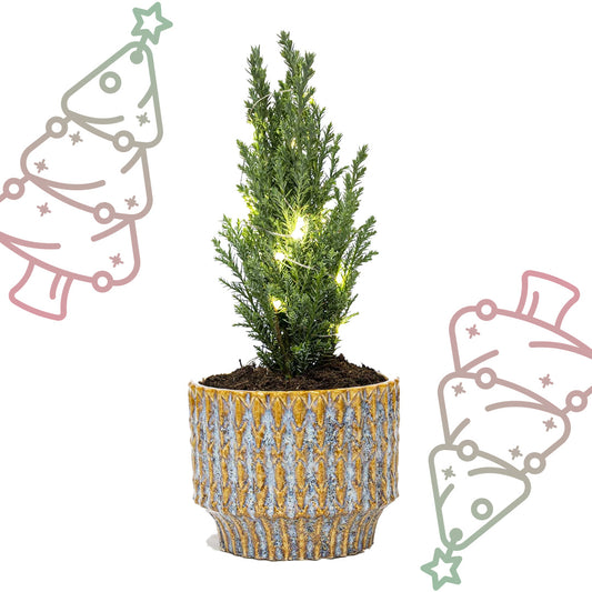 Kerstboom 'Ellwoodii' + Pot Echo + 20 LED-lichtjes - ↕ 25-30 cm