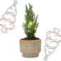 Kerstboom 'Ellwoodii' + Pot Echo + 20 LED-lichtjes - ↕ 25-30 cm