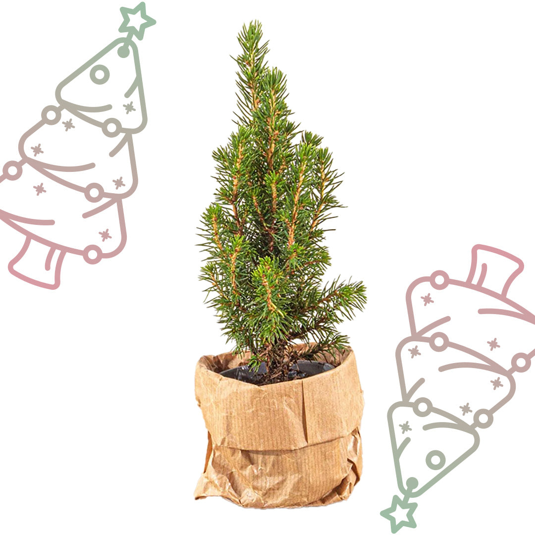 Baby Christmas tree - Picea Glauca Perfecta - Ø 6 cm ↕ 15-20 cm