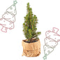 Baby Christmas tree - Picea Glauca Perfecta - Ø 6 cm ↕ 15-20 cm