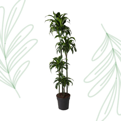 Dracaena Dorado - 170 cm - Forest Plants