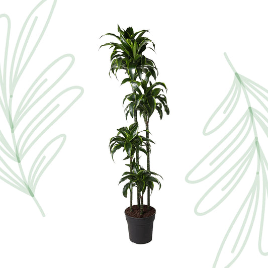 Dracaena Dorado - 170 cm - Forest Plants