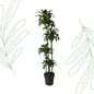 Dracaena Dorado - 170 cm - Forest Plants