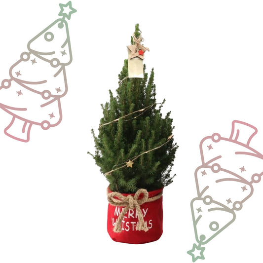 Kleine Kerstboom in 'Merry Christmas' zak rood - ↕ 70 cm - Picea Glauca Conica - Sterren Lampjes met batterijen