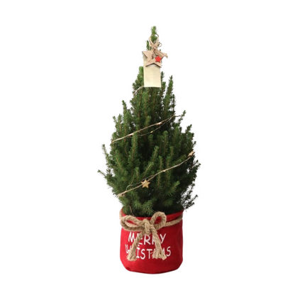 Kleine Kerstboom in 'Merry Christmas' zak rood - ↕ 70 cm - Picea Glauca Conica - Sterren Lampjes met batterijen