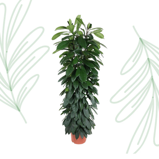 Ficus Cyatistipula zuil - 150 cm - Forest Plants