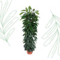 Ficus Cyatistipula zuil - 150 cm - Forest Plants