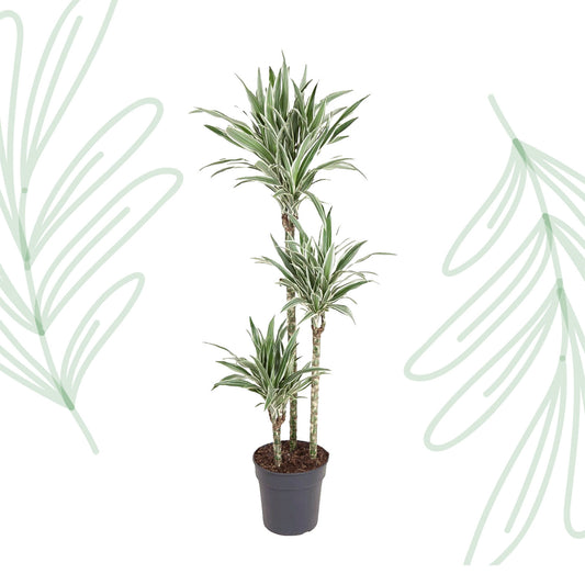 Dracaena White Stripe - 150 cm - Forest Plants