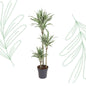 Dracaena White Stripe - 150 cm - Forest Plants